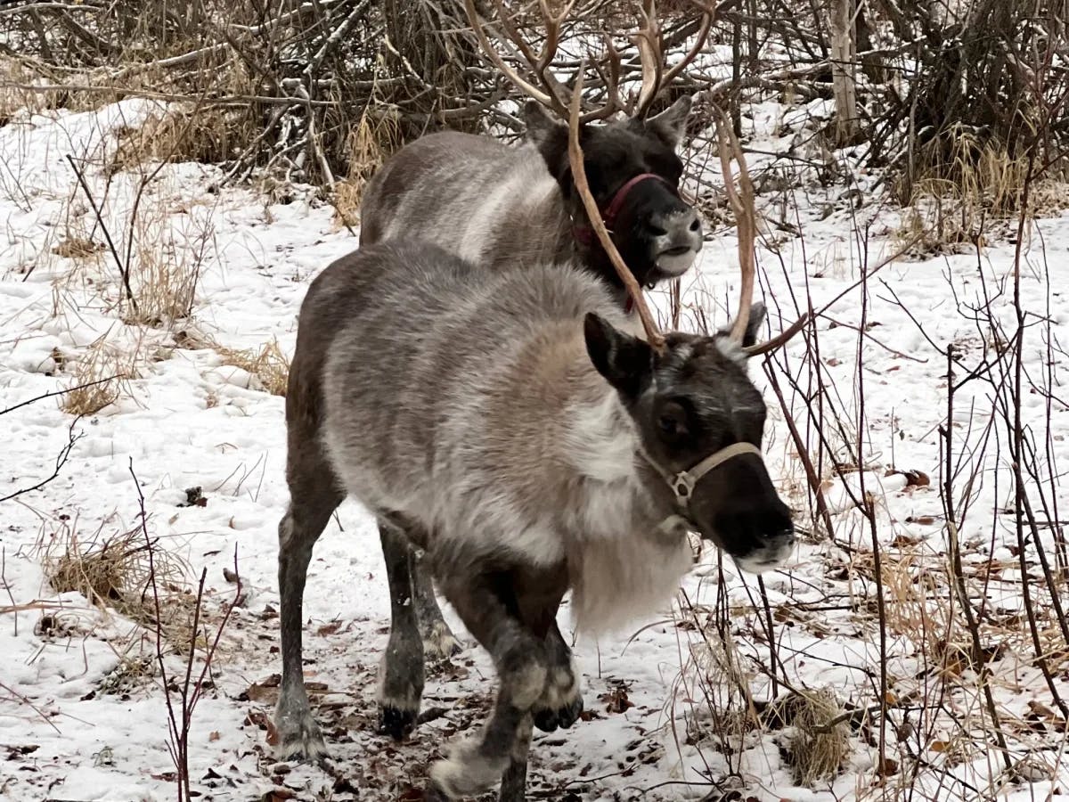 Two reindeer walking around branches in a snowy area.