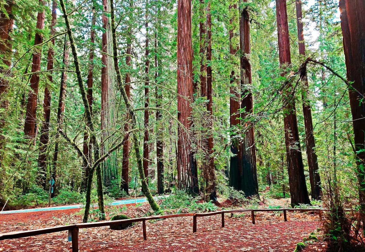 Big and long pine trees. 