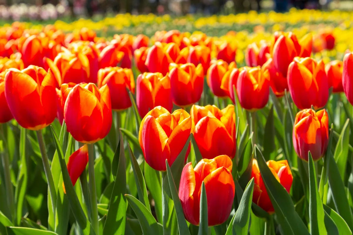 A close-up of red tulips in a field