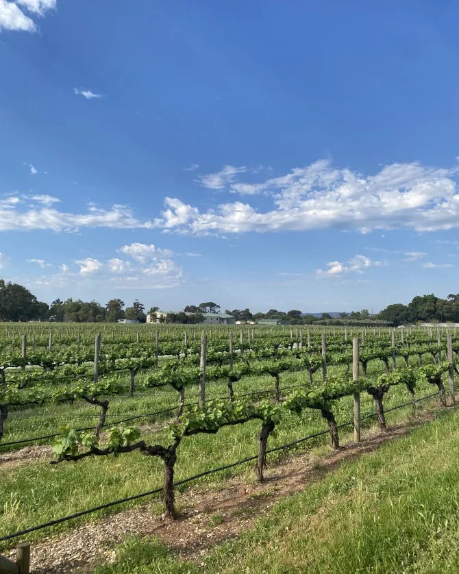 Beautiful view of vineyard