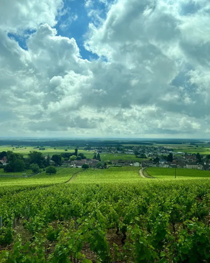 A beautiful view of vineyard