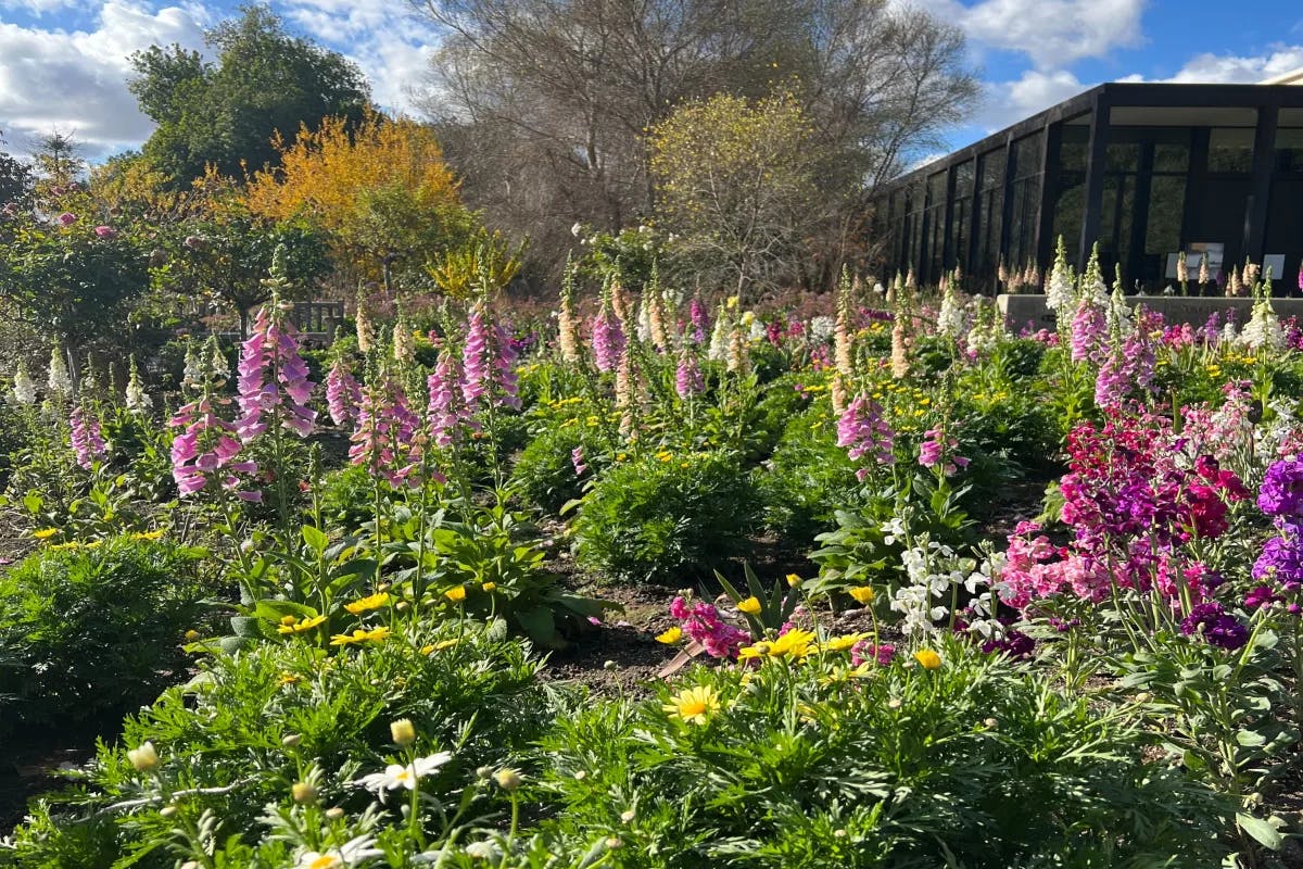 HUNT-GARDENS: A picture of a garden with different colored flowers and trees taken during daytime.