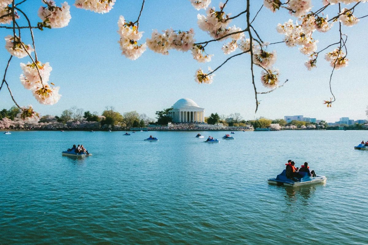 A view of a man made lake with various people paddle-boating, cherry blossom trees hanging in the forefront, and a large white building with a dome and trees in the surrounding areas in the distance.  