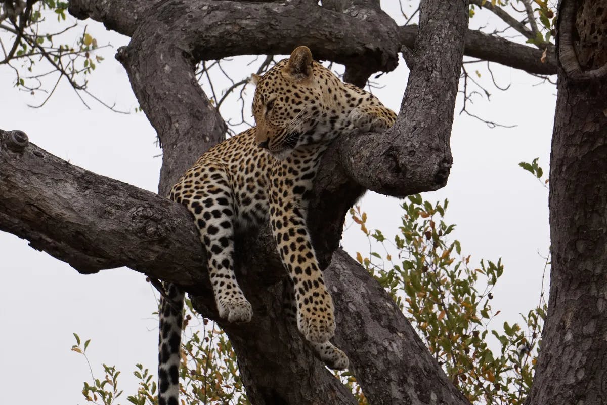 A leopard in a tree.