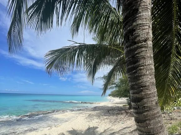 A beach with white sand and a palm tree. 