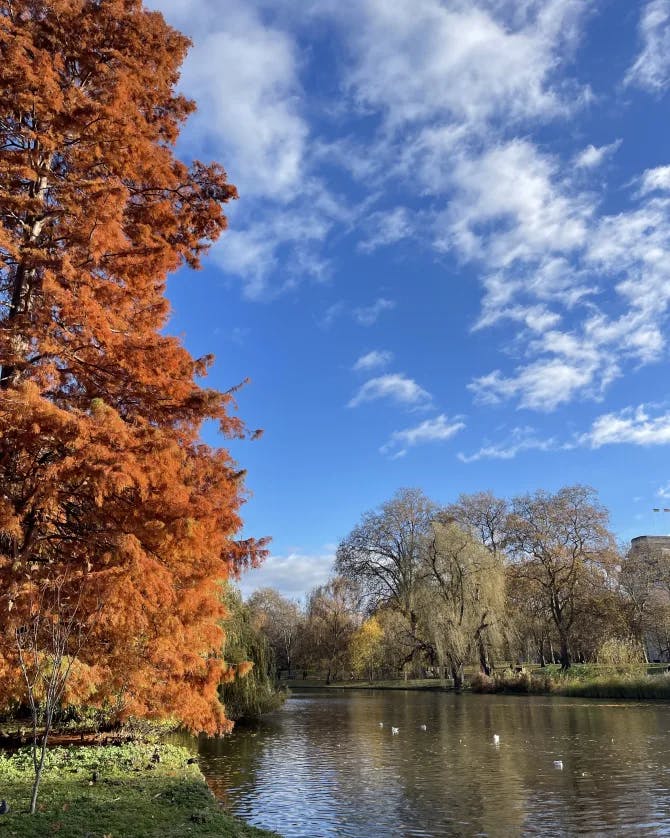 Beautiful view of a lake in London and a large tree with orange leaves