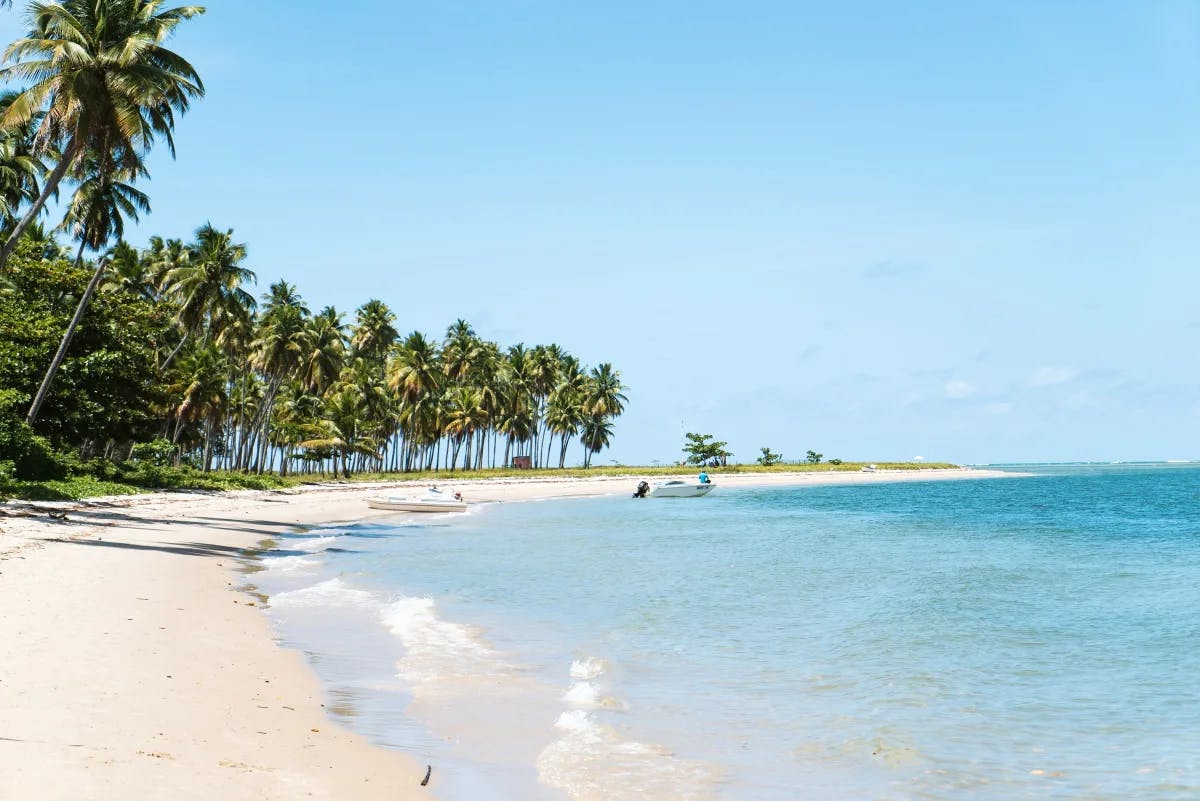 Beach surrounded by trees in Praia dos Carneiros on a sunny day.