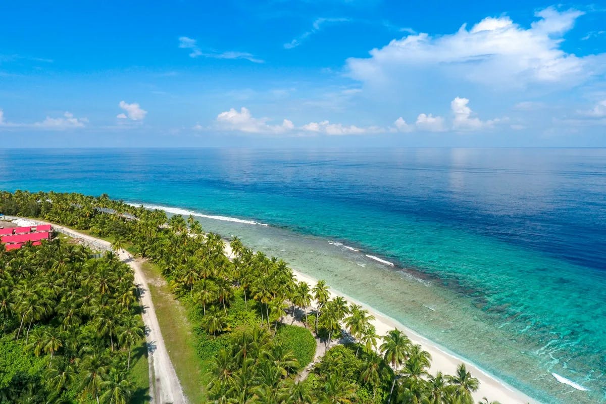 Tropical palm trees along the shore of Maldives.