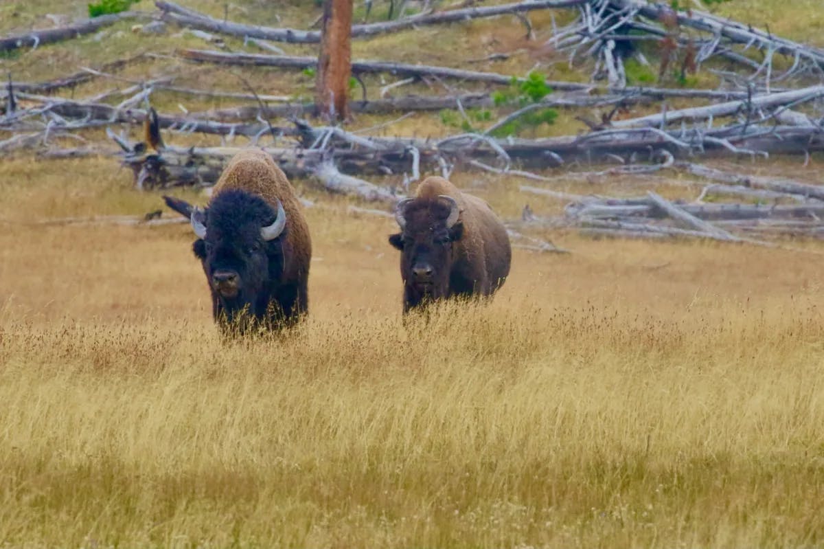 two buffalo looking toward the camera in a field