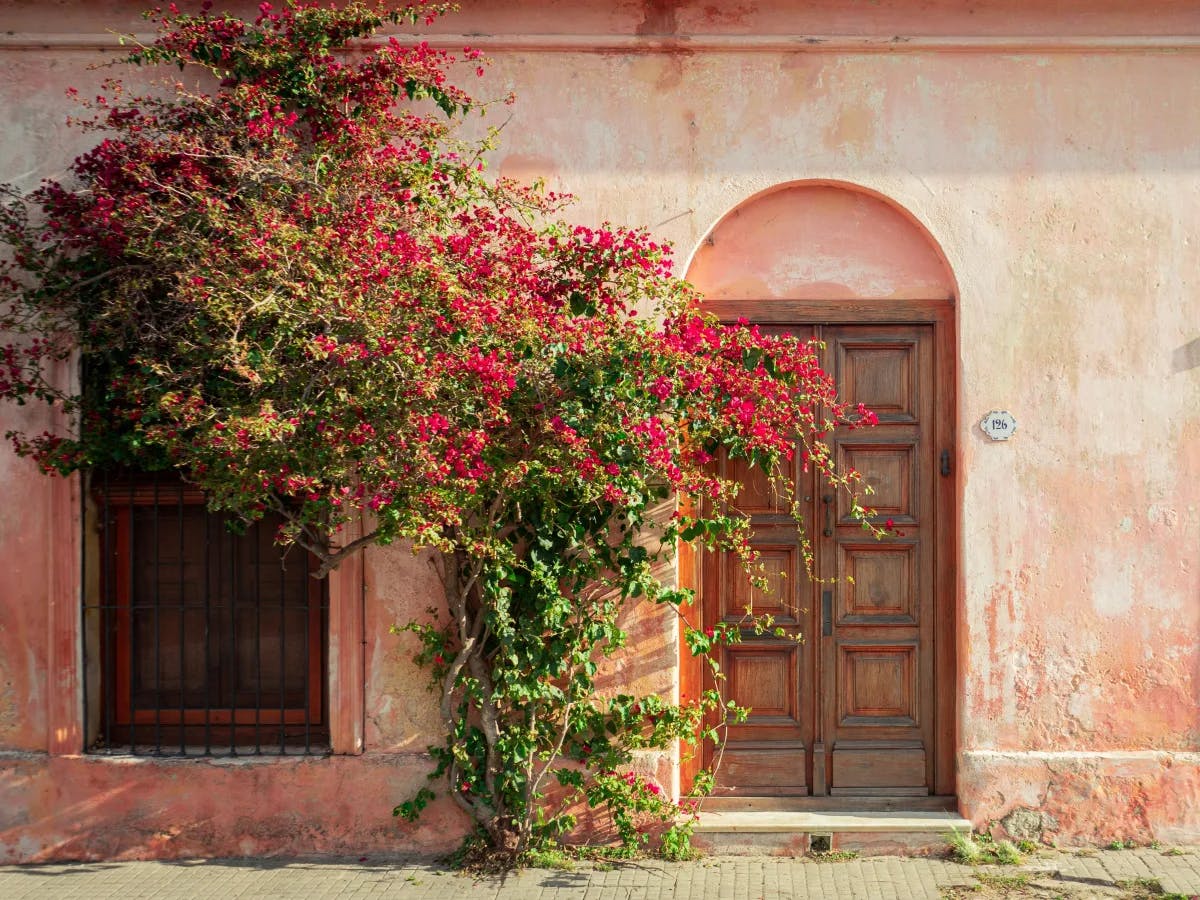 The image displays a weathered pink facade with a wooden door and an overgrown bougainvillea, evoking a sense of rustic charm.