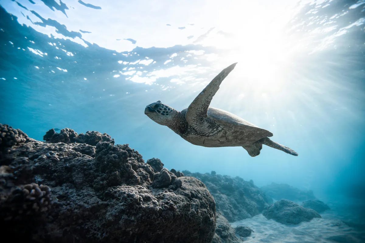 A turtle swimming underwater near a reef in Maya Riviera Mexico.