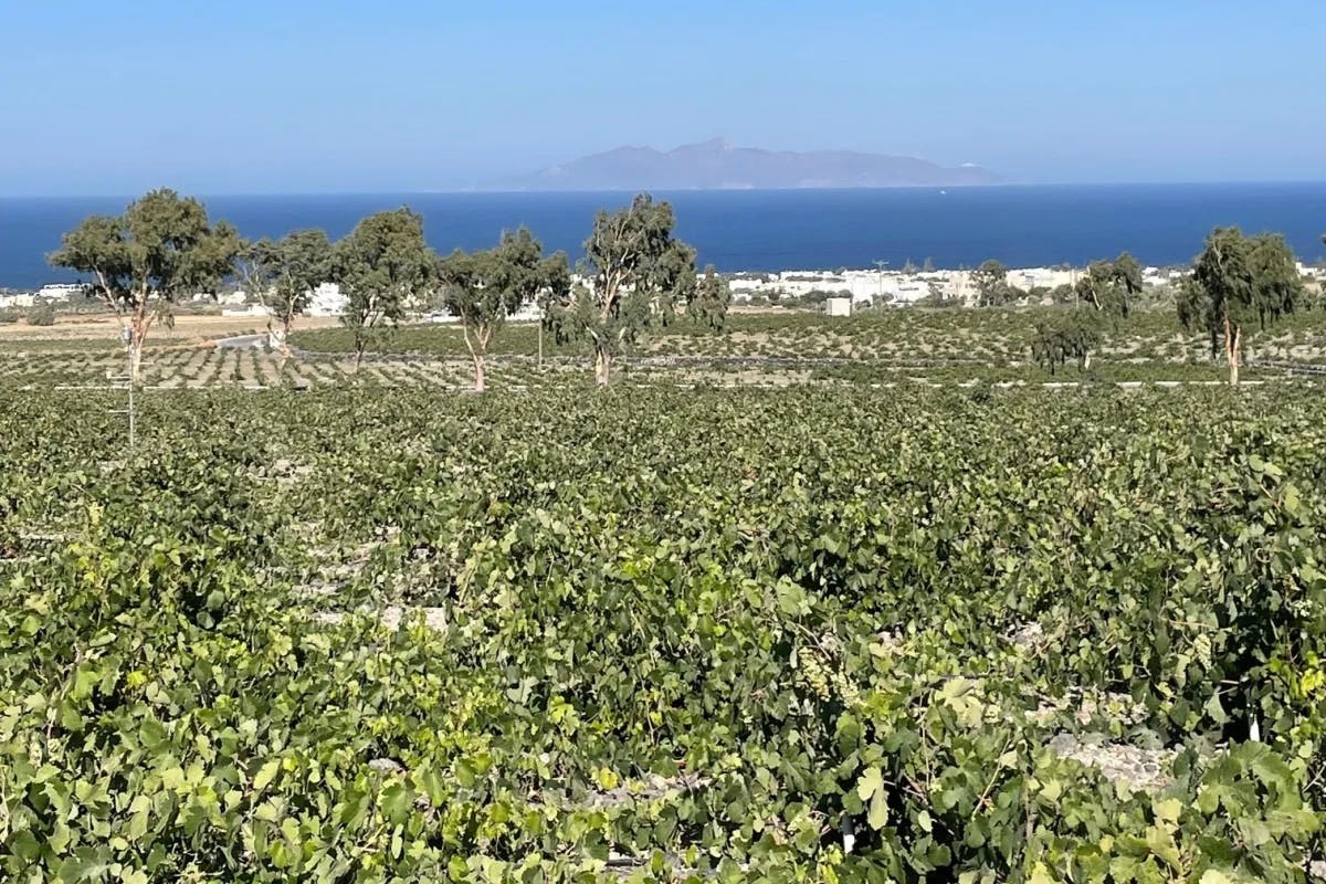 A lush green vineyard overlooking the ocean.