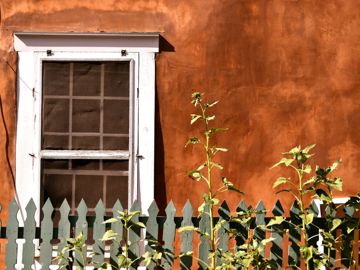 A quaint scene featuring a weathered white window, vibrant greenery and an orange stucco backdrop.