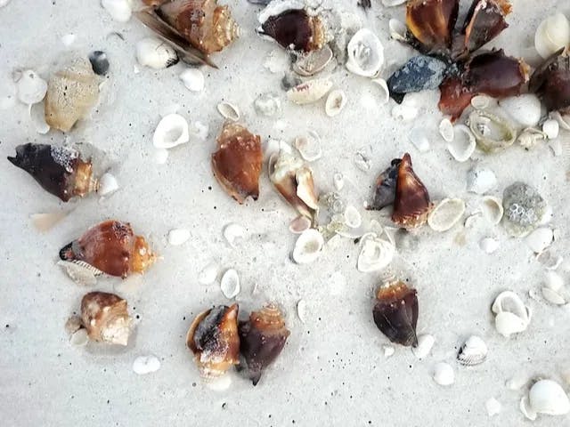 Seashells on beach sand