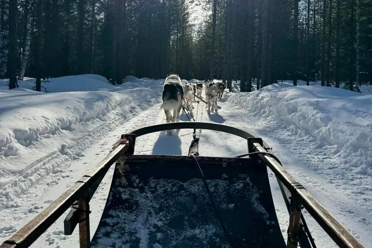 A pack of huskies pulling a sled through a snowy path in the forest.