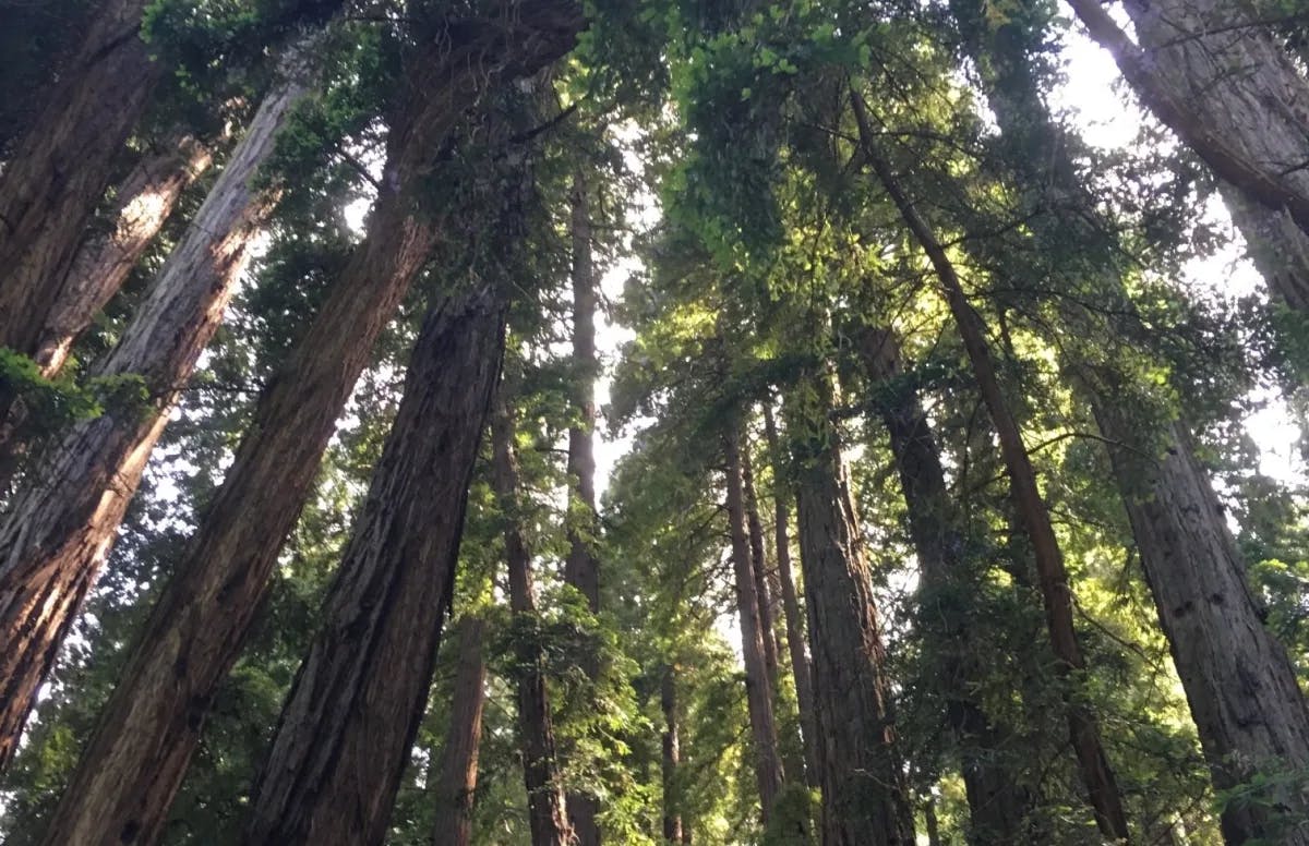 Aerial view Muir Woods with large red wood trees.