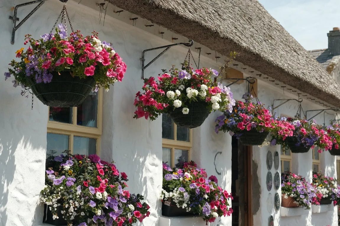 Hanging flower pots with pink, white and purple flowers decorate the Inishmore Cafe Village, a small white cottage..