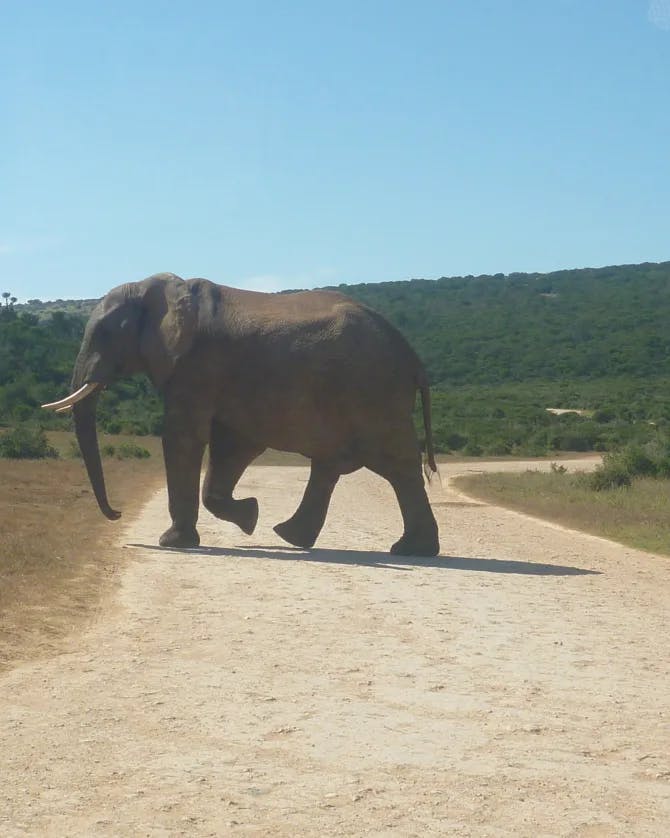 Image of an elephant dancing