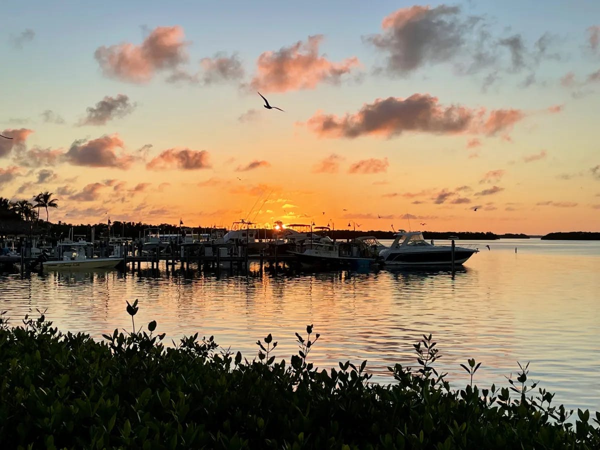 A body of water during the sunset with docked boats and bushes in the surrounding areas. 