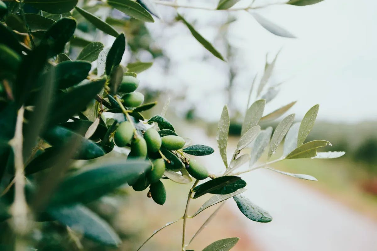 Olives on a tree. 
