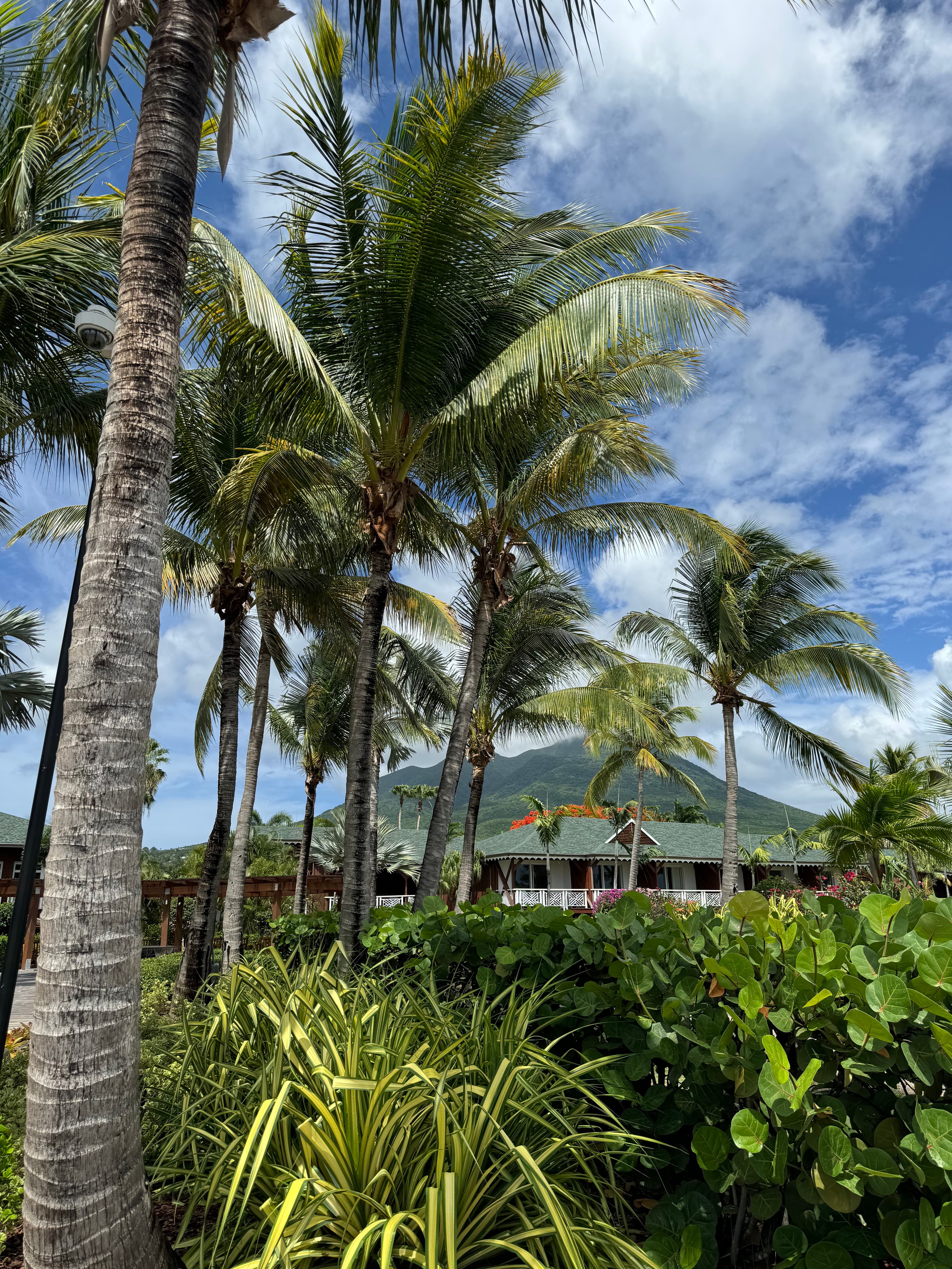 View of the landscape and with palm trees and jungle foliage on a sunny day. 