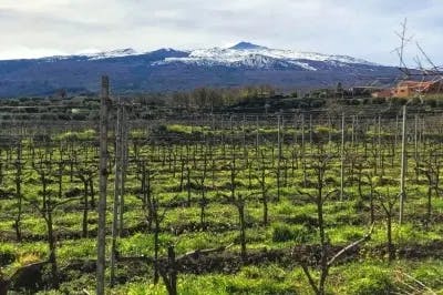 The vineyards of Mount Etna.