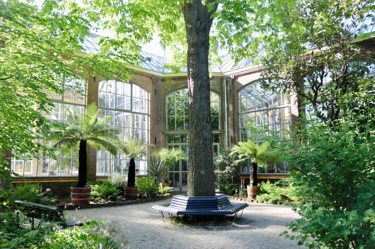 Tree, plants and benches inside Hortus Botanicus, with windows looking out.