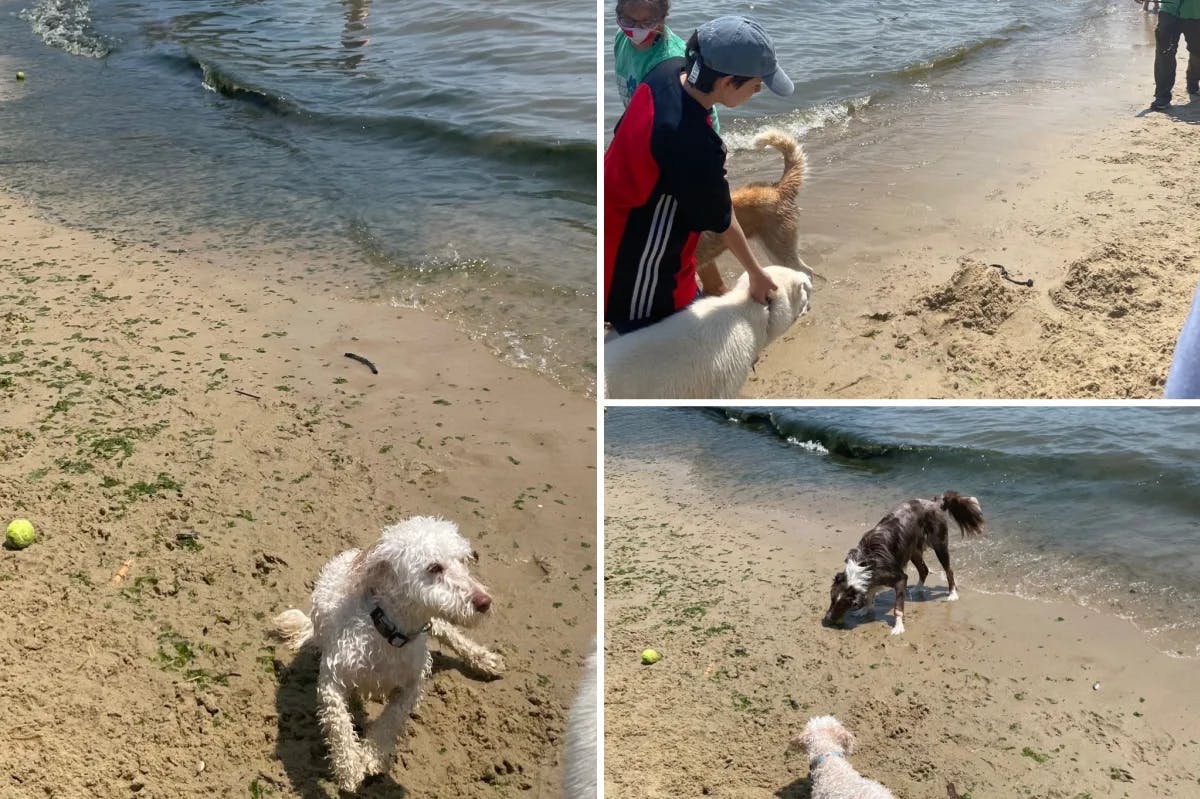 A collage of photos of dogs at a beach