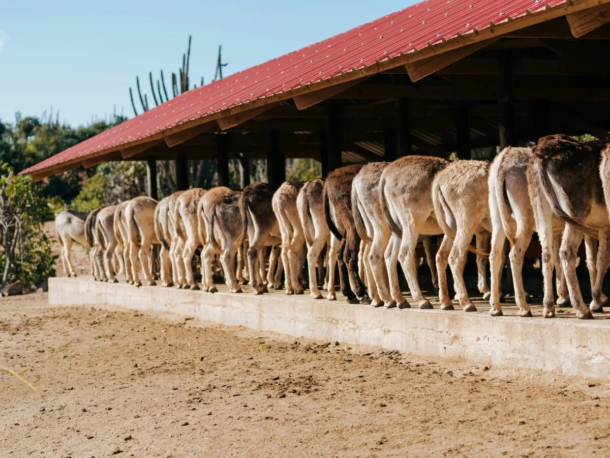 A line of donkeys at a feeding trough, with their backs to the camera, in a rural shelter with a red roof.