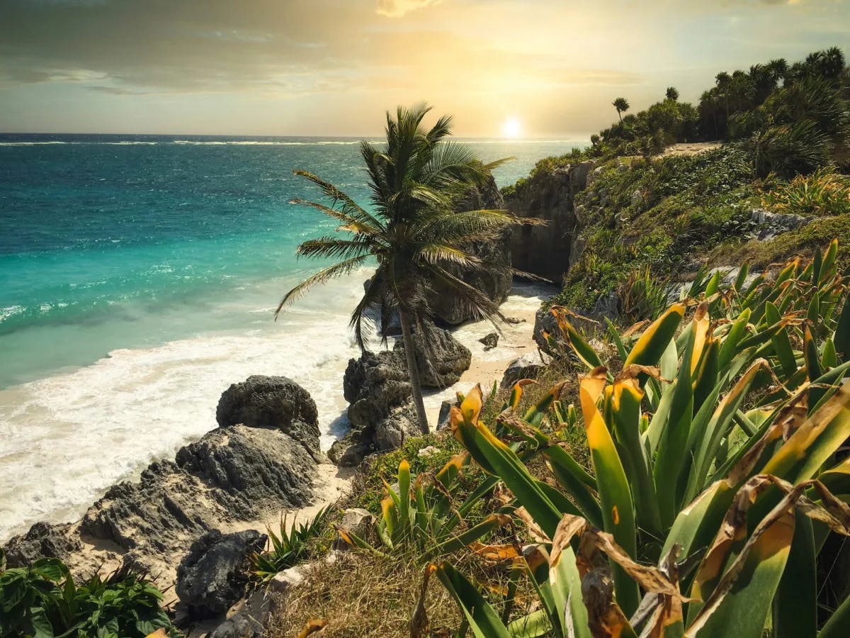 Sunset at beach with palm trees. 