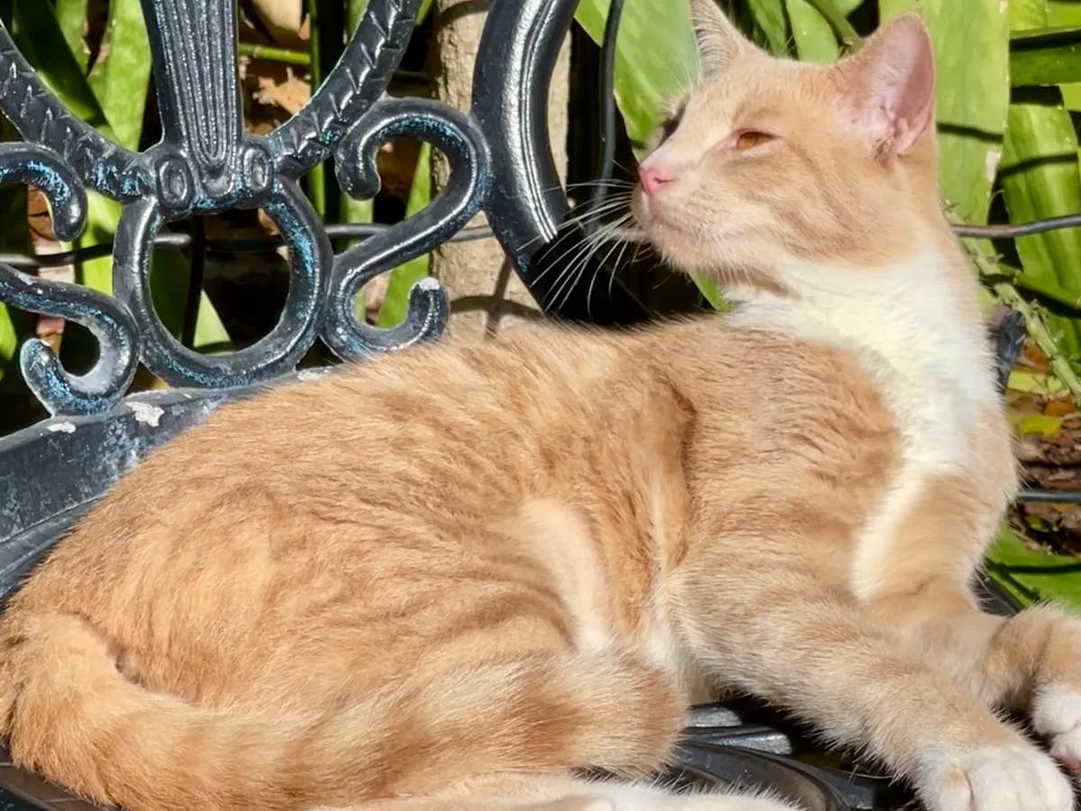 An orange cat laying on a bench during the daytime