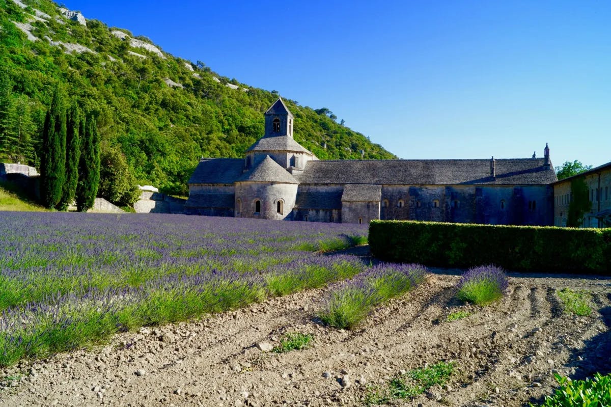 lavender fields with castle in the background and blue skies