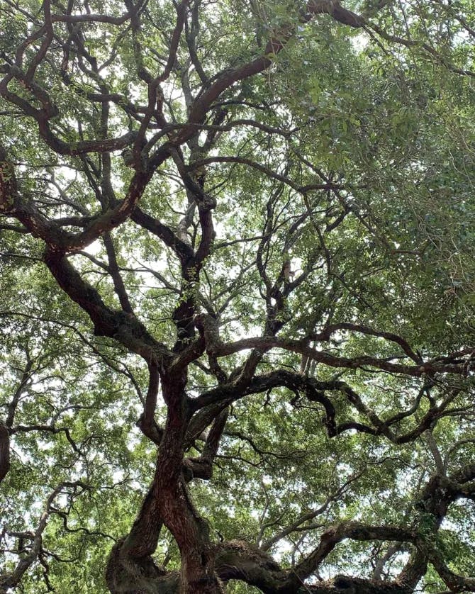 An image of a beautiful tree during the daytime with never ending branches and bright green leaves. 