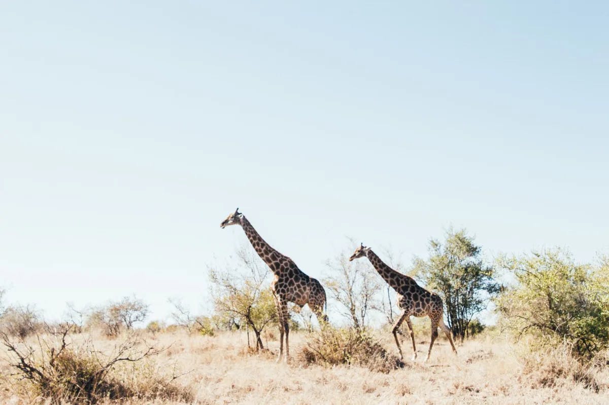 Two giraffes in a  safari park during daytime. 