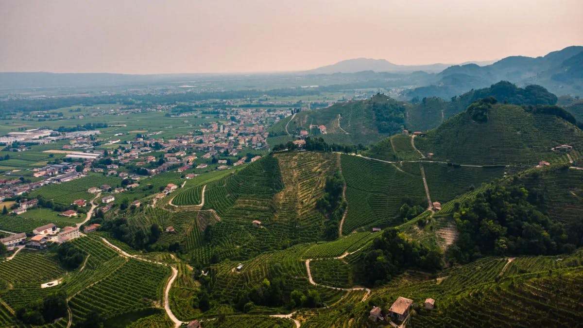 Aerial view of a vineyard. 