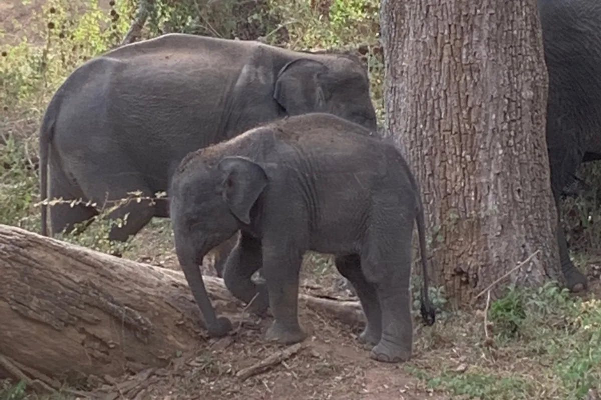 A mother and baby elephant standing near a large tree trunk