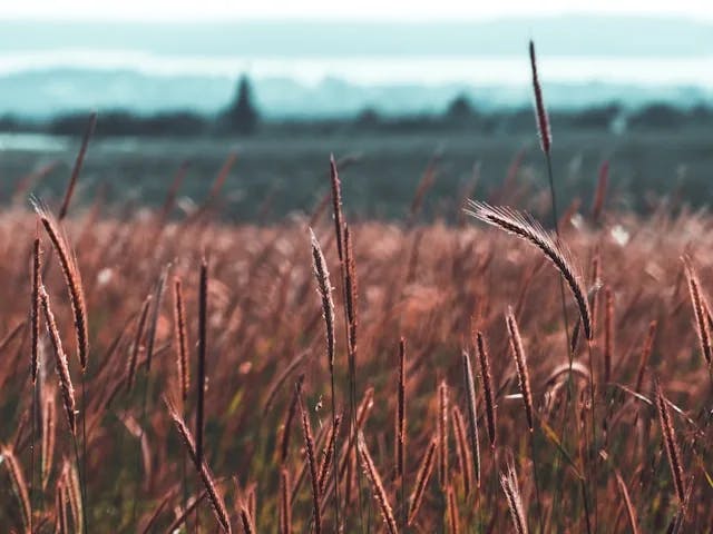 A whimsical depth-of-field photograph of a maroon-colored wheat field, with wheat plants crisp and clear in the forefront, and blurry in the background.