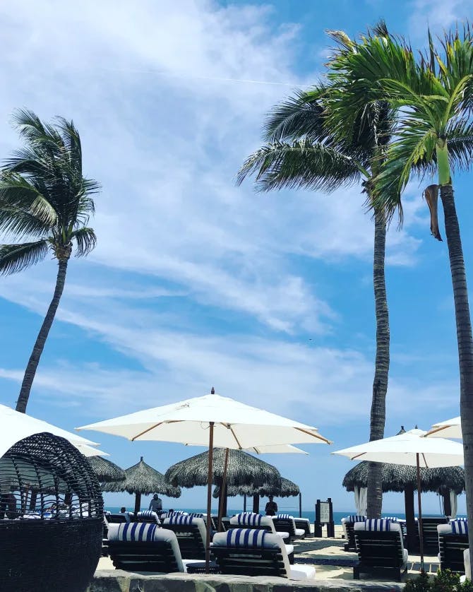 Palm trees under blue sky