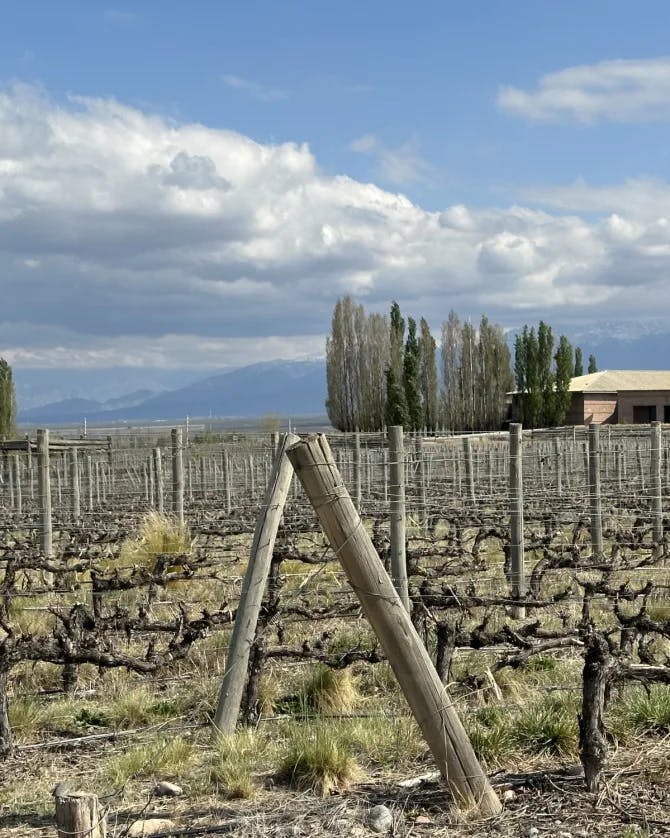 Travel advisor in grey sweater standing in a grape field.