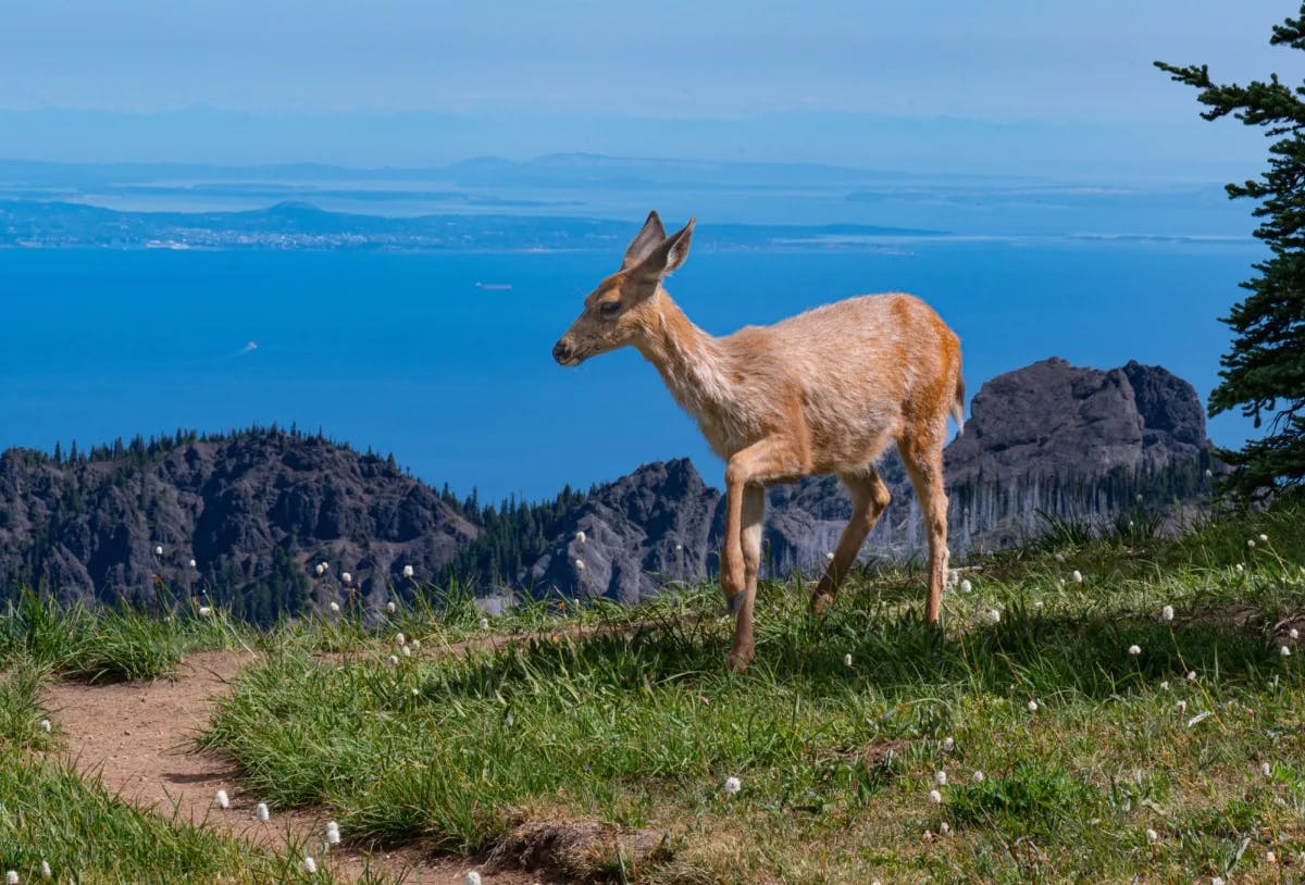 Deer on a ridge during daytime. 