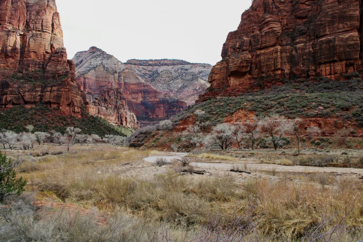 A view from the canyon floor, covered in grass and trees with the red rock canyons on either side.