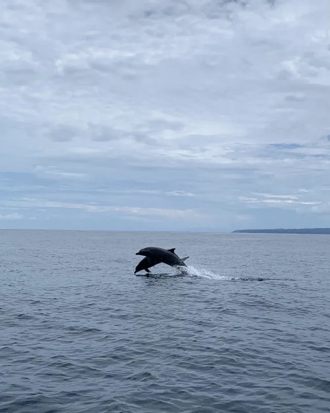 dolphin in ocean