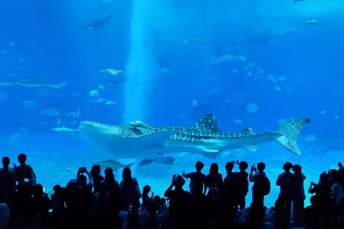 People watching a whale shark at Okinawa Churaumi Aquarium.