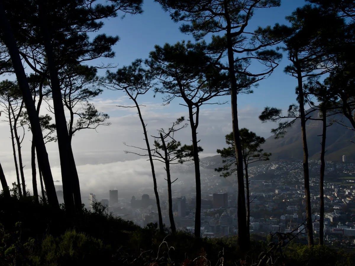 The city of Cape Town veiled by mist, as seen from a hillside behind trees.