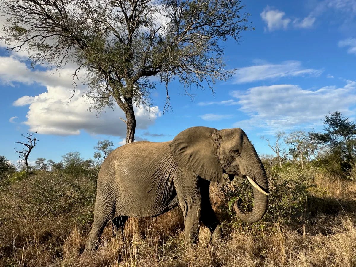 An elephant walking through foliage on a sunny day with clouds.