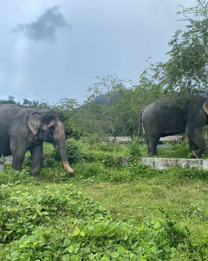 Travel Advisor Megan Cannon's photo of elephants.