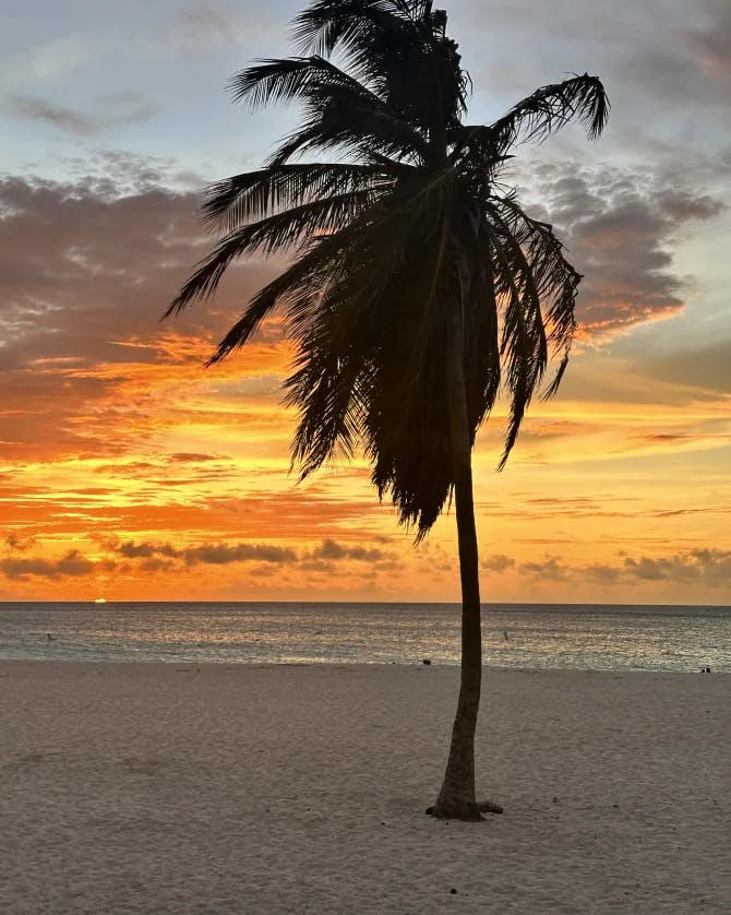 View of beautiful tree under sunset