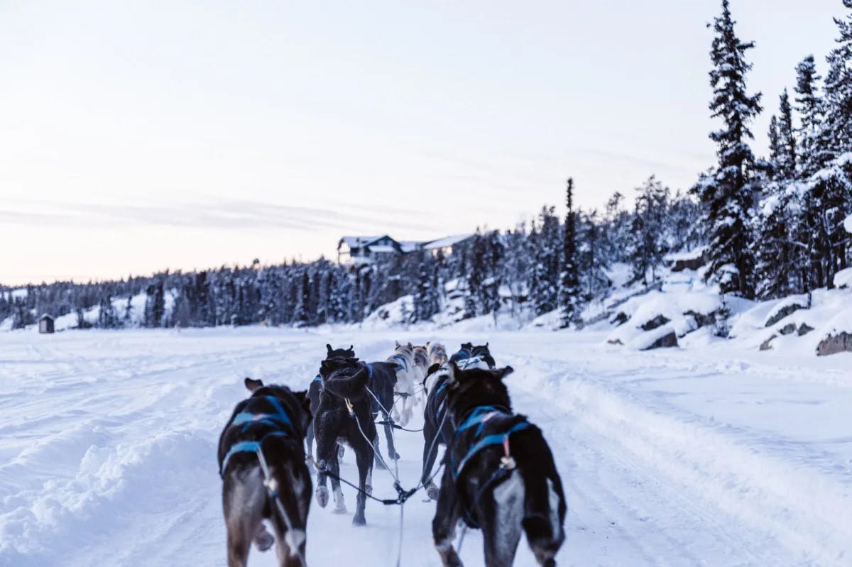 Pack of dogs sleighing on snowy ground.