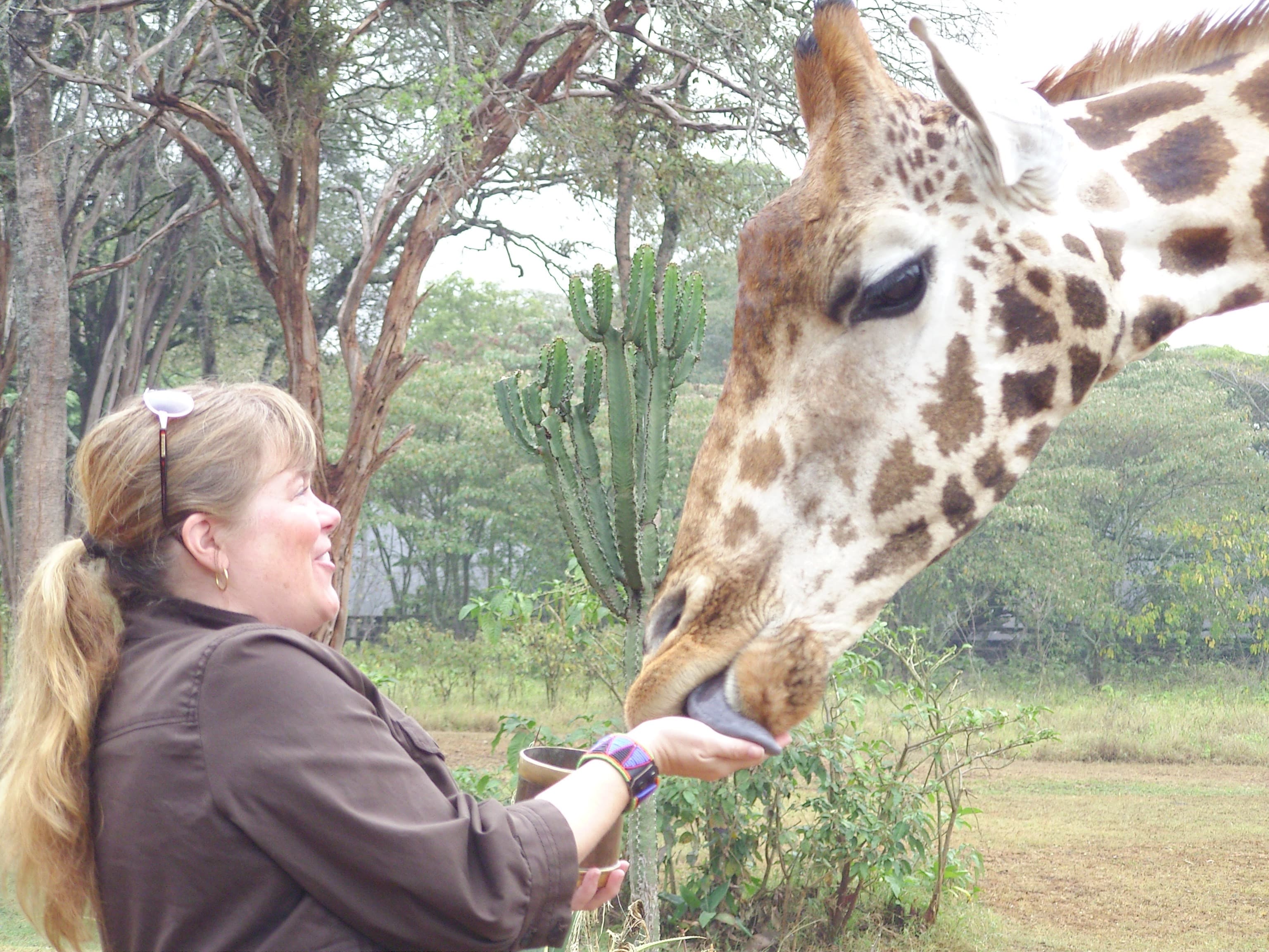 A woman joyfully feeds a giraffe, holding a piece of food as the animal leans down to receive it.