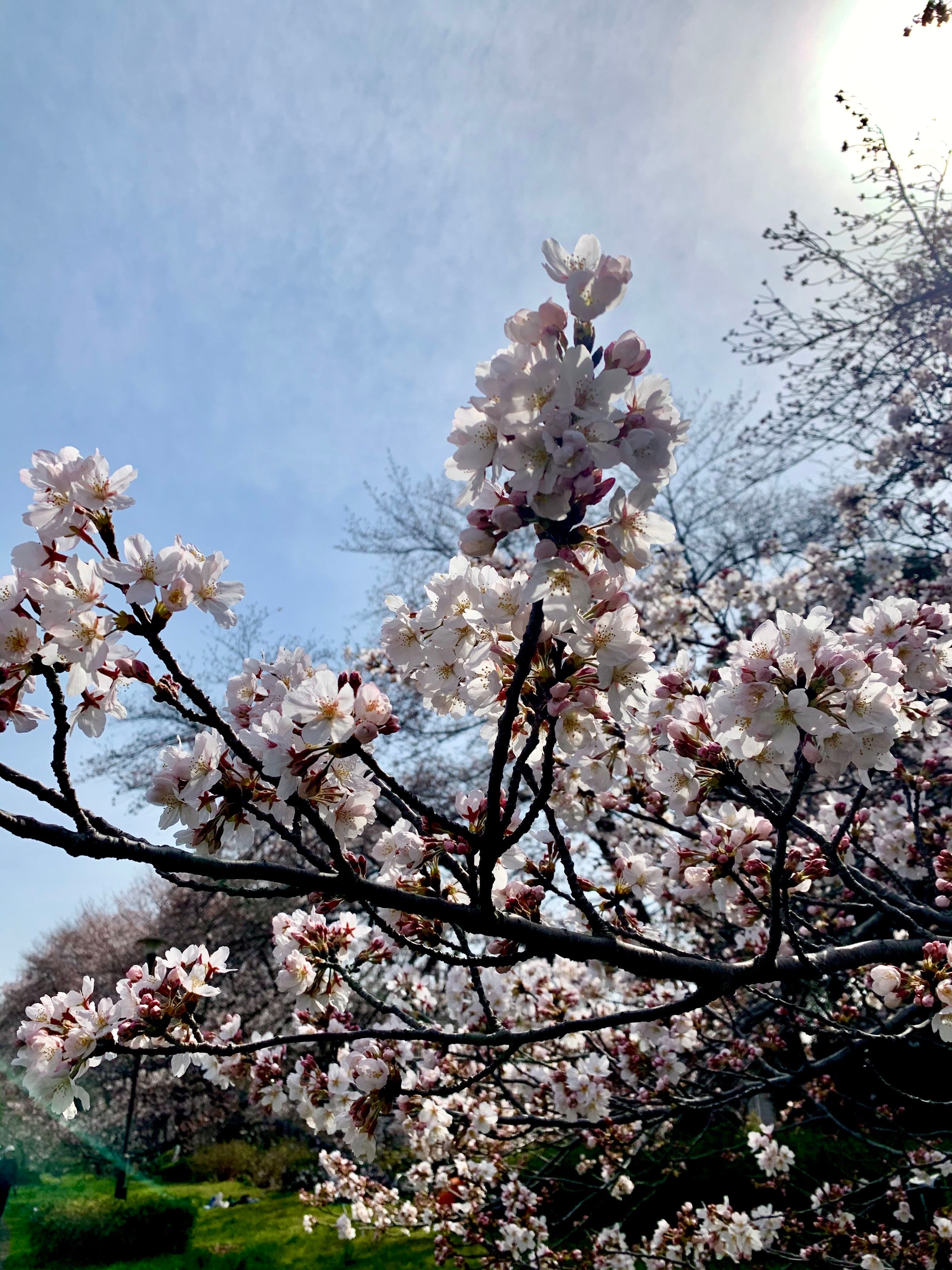 Cherry blossoms on a tree during the daytime